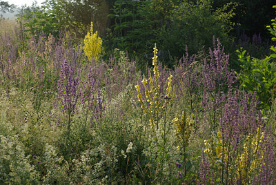BUITEN BEELD Foto: 40160