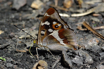 BUITEN BEELD Foto: 40161