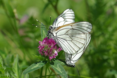 BUITEN BEELD Foto: 40164