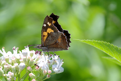 BUITEN BEELD Foto: 40167