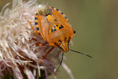 BUITEN BEELD Foto: 40172
