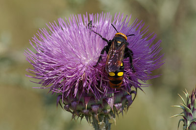 BUITEN BEELD Foto: 40174