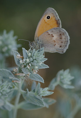 BUITEN BEELD Foto: 40177