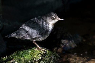 BUITEN BEELD Foto: 40185
