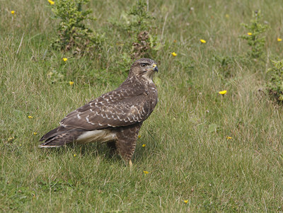 BUITEN BEELD Foto: 40187