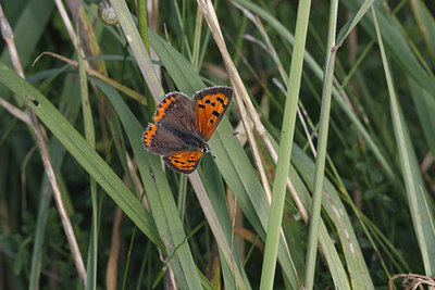 BUITEN BEELD Foto: 40192