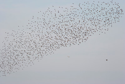 BUITEN BEELD Foto: 40206