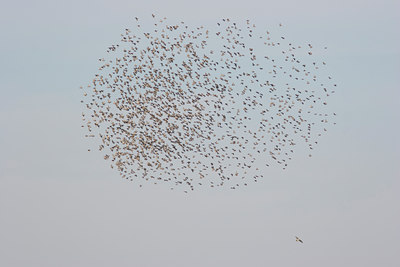 BUITEN BEELD Foto: 40208