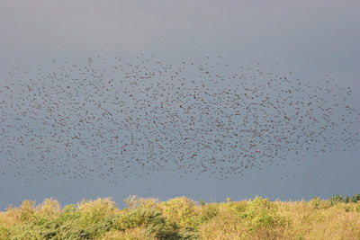 BUITEN BEELD Foto: 40210