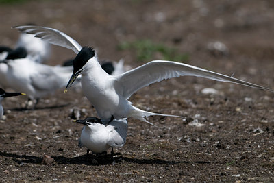 BUITEN BEELD Foto: 40272
