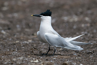 BUITEN BEELD Foto: 40274
