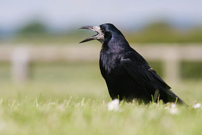 BUITEN BEELD Foto: 40278