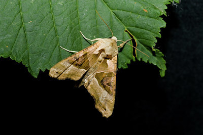 BUITEN BEELD Foto: 40288