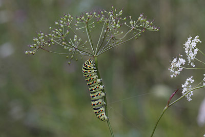 BUITEN BEELD Foto: 40305