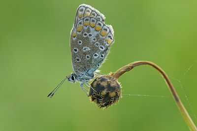 BUITEN BEELD Foto: 40325