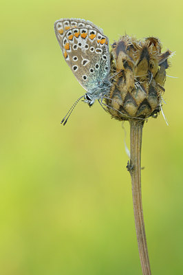 BUITEN BEELD Foto: 40329