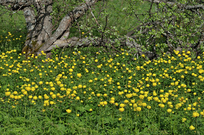 BUITEN BEELD Foto: 40336