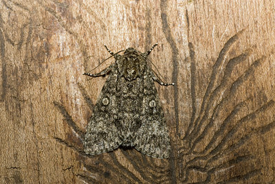 BUITEN BEELD Foto: 40363