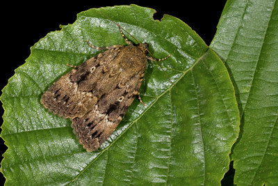 BUITEN BEELD Foto: 40370