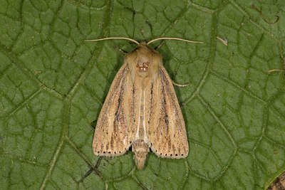 BUITEN BEELD Foto: 40441