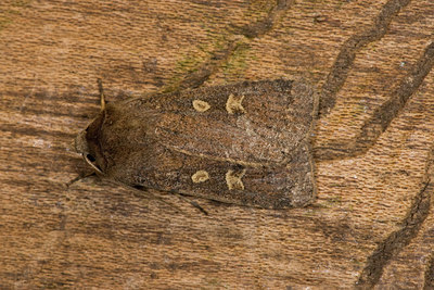 BUITEN BEELD Foto: 40446