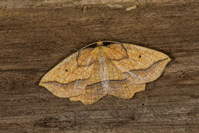 BUITEN BEELD Foto: 40452