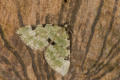 BUITEN BEELD Foto: 40453