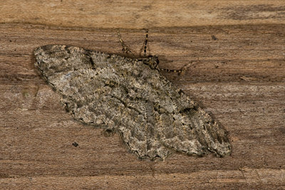 BUITEN BEELD Foto: 40459