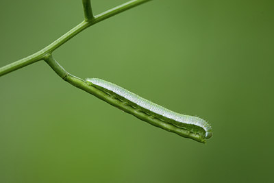 BUITEN BEELD Foto: 40486