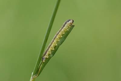 BUITEN BEELD Foto: 40487