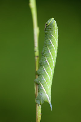 BUITEN BEELD Foto: 40488