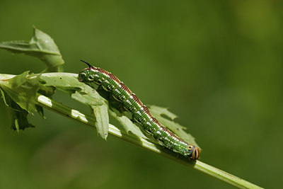 BUITEN BEELD Foto: 40490