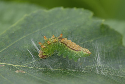 BUITEN BEELD Foto: 40497