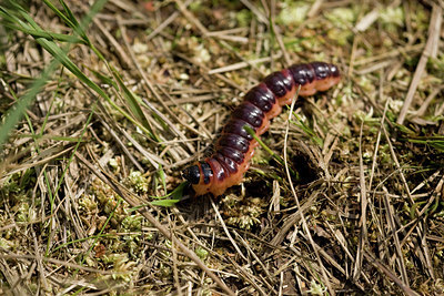 BUITEN BEELD Foto: 40501