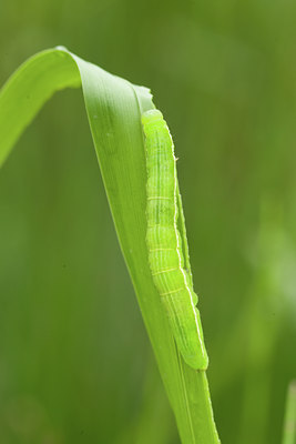 BUITEN BEELD Foto: 40509