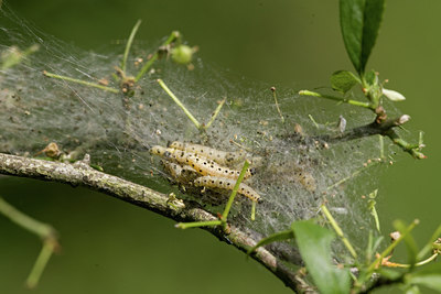 BUITEN BEELD Foto: 40510