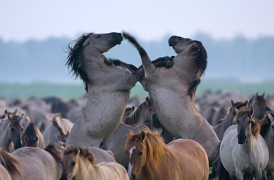 BUITEN BEELD Foto: 40519