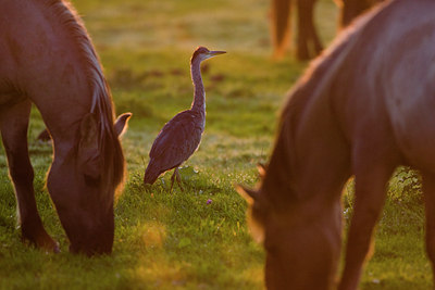 BUITEN BEELD Foto: 40520