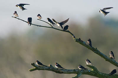 BUITEN BEELD Foto: 40524