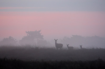 BUITEN BEELD Foto: 40555