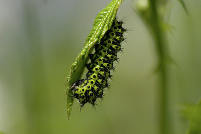 BUITEN BEELD Foto: 40559