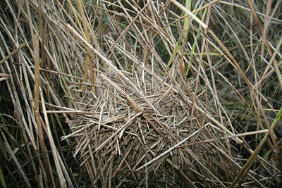 BUITEN BEELD Foto: 40577