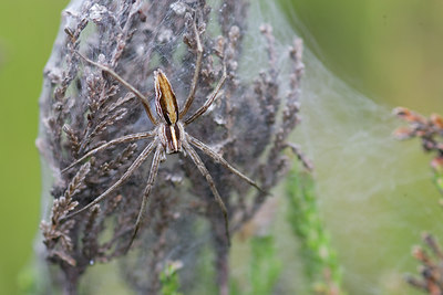 BUITEN BEELD Foto: 40585