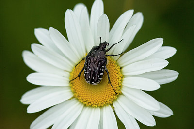 BUITEN BEELD Foto: 40637