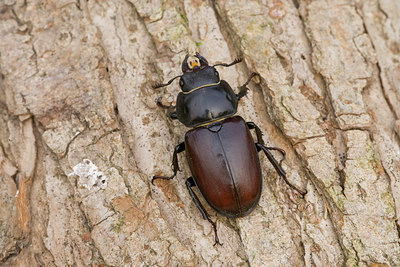 BUITEN BEELD Foto: 40643