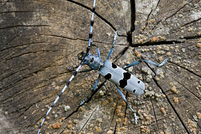 BUITEN BEELD Foto: 40649