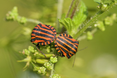 BUITEN BEELD Foto: 40651