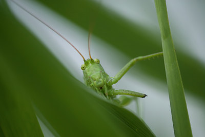BUITEN BEELD Foto: 40665
