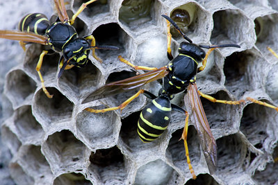 BUITEN BEELD Foto: 40672