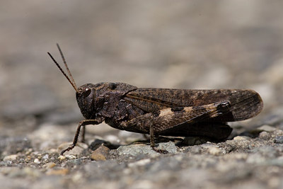 BUITEN BEELD Foto: 40674
